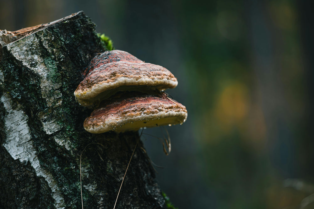 Chaga