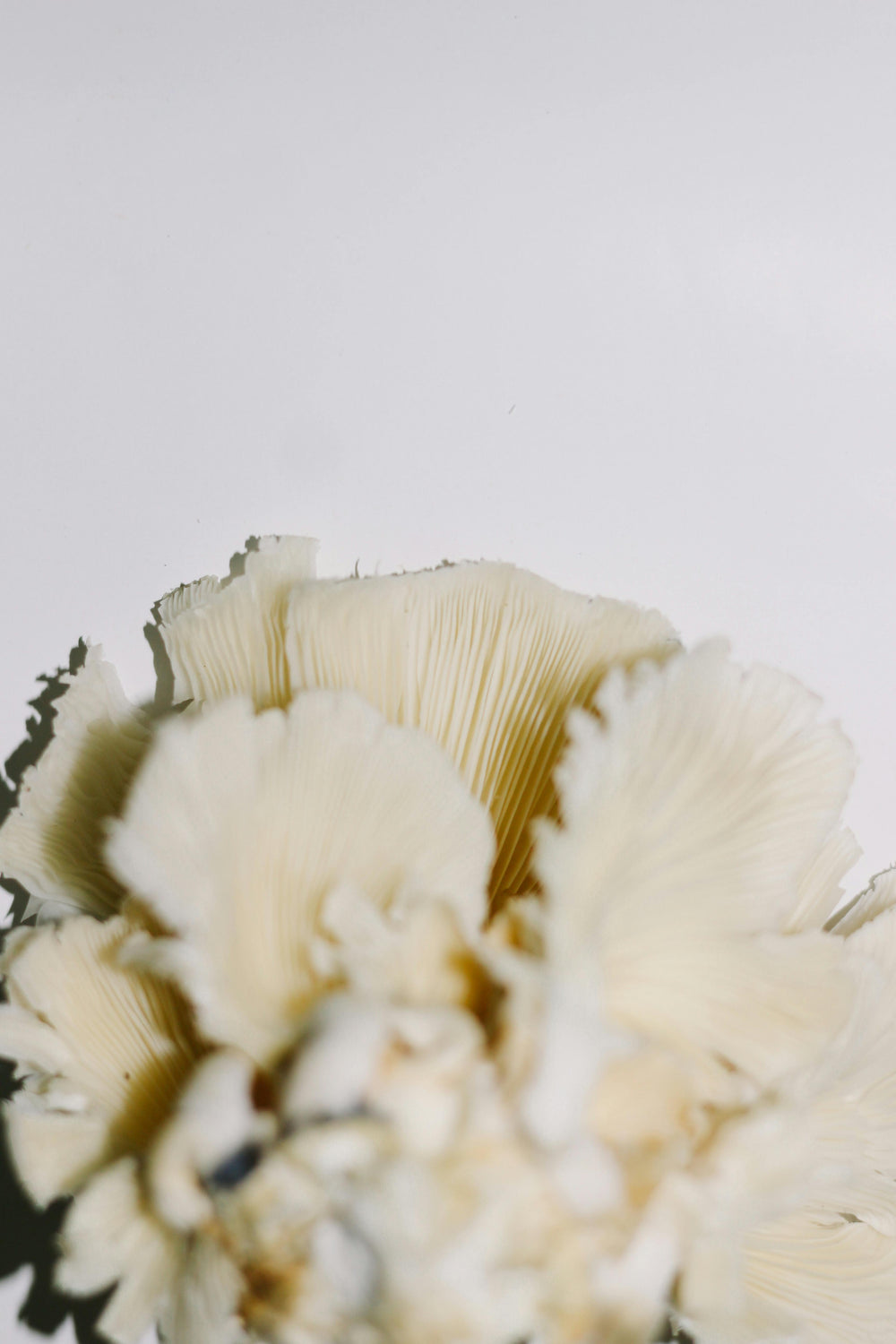 Maitake