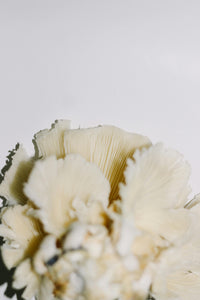 Maitake